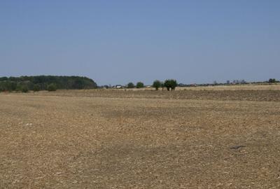 Clinceni-Ordoreanu intre padurea Teghes si Ordoreanu - 9