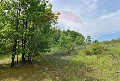 Fost Conac cu padure si teren 54h - 10