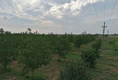 Teren în Ciochina - 4