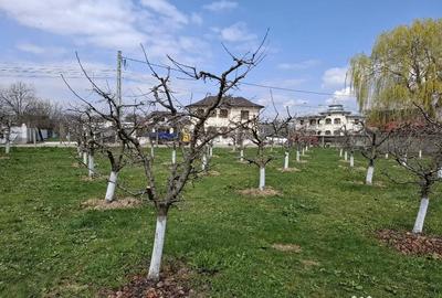 Teren de 2000 mp, în Răucești - 5