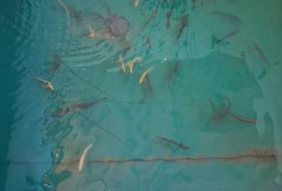 Casă cu 1 camere cu Teren 12000 Mp în Central - 8