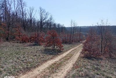 Spațiu comercial, în Paleu - 2