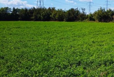 MEGA OCAZIE TEREN INTRAVILAN INDUSTRIAL 13652 MP DRUMUL LUNCA CETATII 42 E/MP - 6