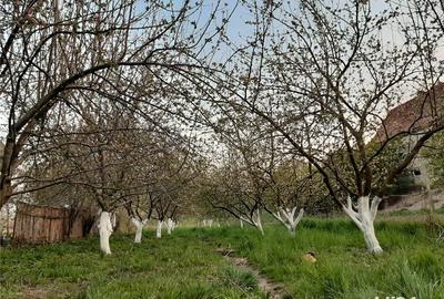 Teren de 2226 mp, în Câmpulung la Tisa