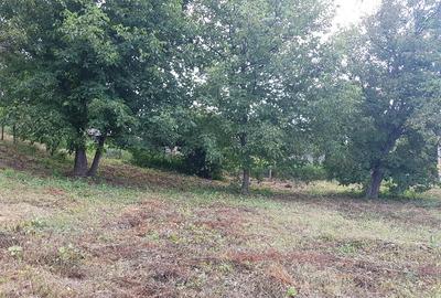 Parava, sat Dragusani, teren 4800mp, la asfalt - 11