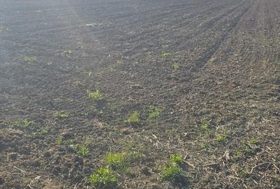Teren de 35200 mp, în Doba - 2