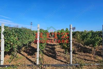 Teren de 56800 mp, în Fărcașele - 7