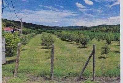 Teren Construcții intravilan de 2595 mp, în Bogata Olteană - 3