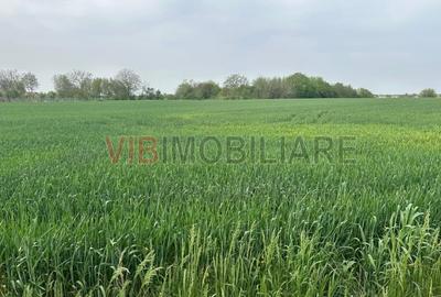 Comuna Dascalu - A0 - teren intravilan 4500 mp - 2