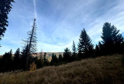 Vanzare 5,3 ha pasune deasupra Voronetului Suceava - Proiect Turistic - 29