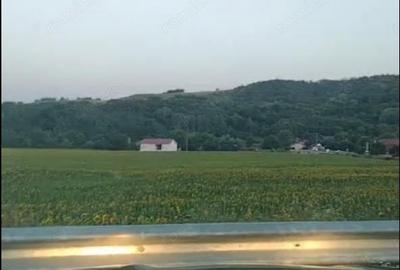 Teren de 500000 mp, în Borăscu - 1