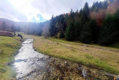 Teren de 4591 mp, în Plaiul Foii - 12