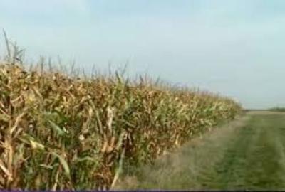 4,08 ha terenuri agricole la Celaru judetul Dolj