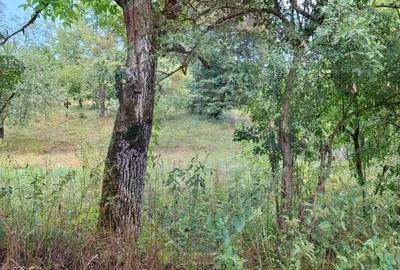 Teren Construcții intravilan de 2635 mp, în Bârzava - 6