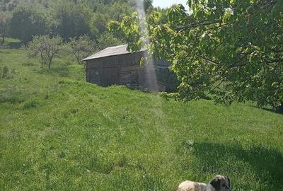 Casă cu 2 camere cu Teren 500 Mp în Tranișu - 2
