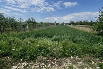 Teren de 1600 mp, în Dragomirești - 5