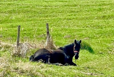 Terenuri extravilane Cozieni, jud. Buzau 70000mp - 16