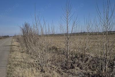 Teren de 36800 mp, în Scutelnici