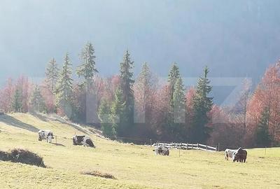 Teren de vanzare, Scarisoara, ideal pentru cabana Teren de vanzare, Scarisoara, ideal pentru cabana - 2