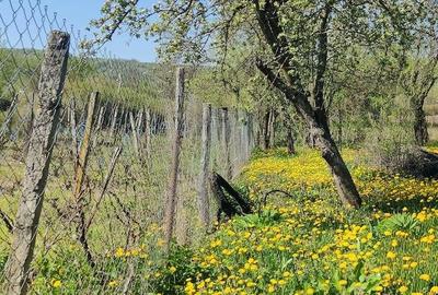 Casă cu 3 camere cu Teren 2000 Mp în Magherești - 7