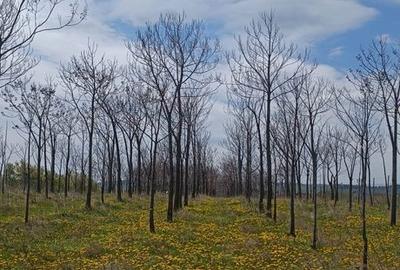 Teren de 11400 mp, în Ciprian Porumbescu - 5