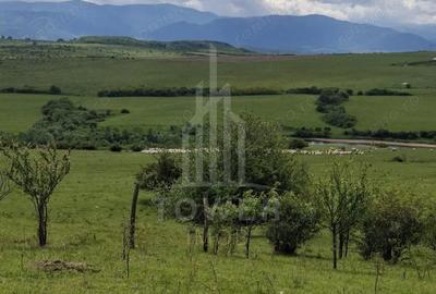 Teren de 11500 mp, în Daia - 3