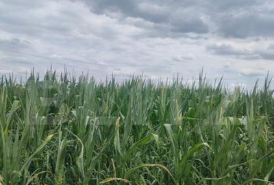 Teren de 3500 mp, în Rădăuți