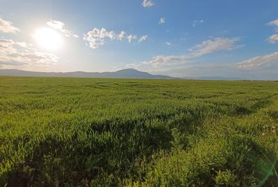 Teren extravilan arabil 20.000 mp Cristian Teren extravilan arabil 20.000 mp Cristian - 6