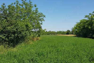 Teren de 8300 mp, în Turnu - 2