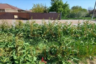 Teren intravilan zona KM 5, Constanta Teren intravilan zona KM 5, Constanta - 2