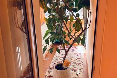 Bloc reabilitat 1985, et.2/8- Teiul Doamnei, stradal - 5