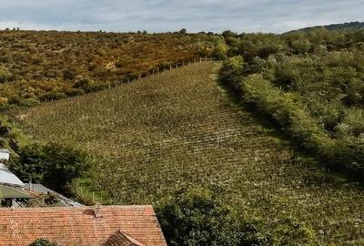 Proprietate specială, de 1,000 mp, în Ghioroc - 6