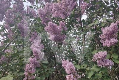 Casa spatioasa in Dragotesti – oaza de verdeata - 7