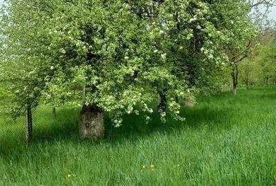 Casă cu 2 camere în Nimigea - 1