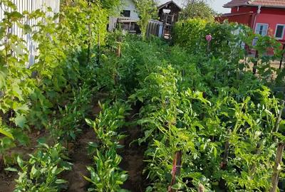 Casa de vanzare Casa de vanzare - 9