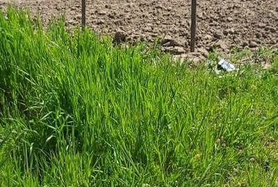 Teren agricol extravilan de 5000 mp, în Găiseni - 1