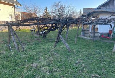 Teren+Casu?a rustica la poalele Ceta?ii Neam?ului - 6