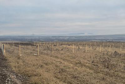 Teren cristur hunedoara parcele 500, 1000, 1500 mp - 9