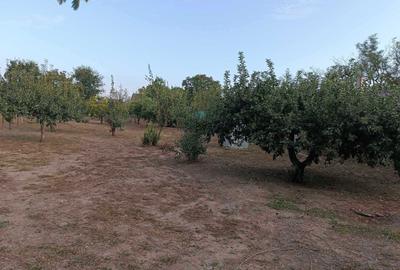 Casă cu 3 camere în Segarcea-Deal - 6