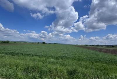 Teren de 10000 mp, în Rădăuți - 2