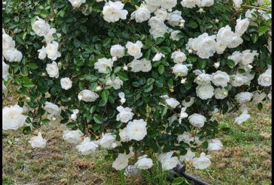 Casă cu 4 camere cu Teren 60000 Mp în Zvoriștea - 1