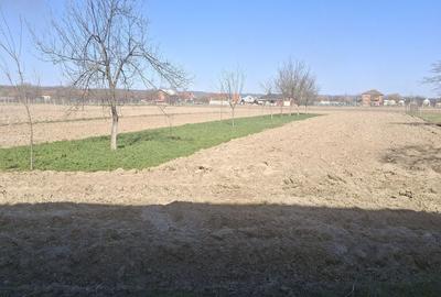 Casă cu 4 camere cu Teren 3404 Mp în Răchita - 2