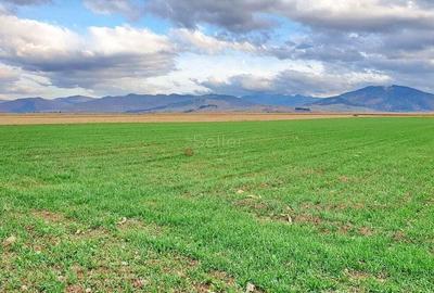 Teren de 8400 mp, în Tărlungeni