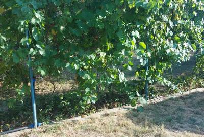 Casă cu 2 camere cu Teren 2251 Mp în Petrești - 1