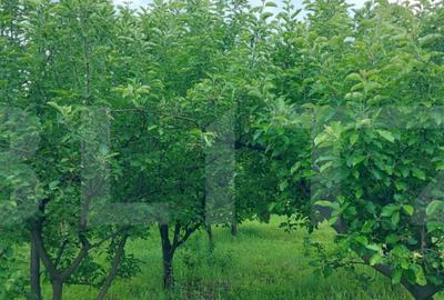 Casa de vanzare, la 11 km de Targu Jiu - 5
