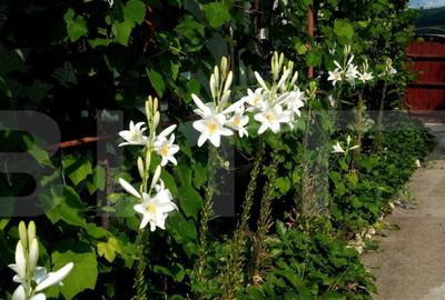 Casă cu 3 camere cu Canalizare în Central - 8