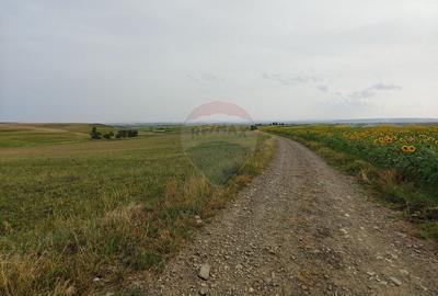 Teren agricol intravilan de 300000 mp, în Stroiești - 16