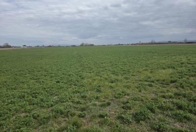 Spațiu comercial, în Dacia - 1