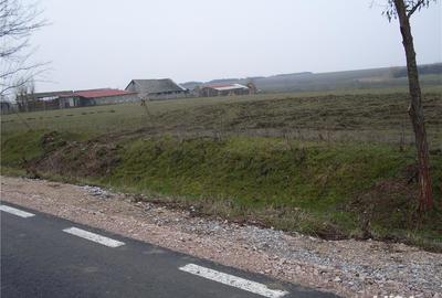 Teren de 10000 mp, în Homorog - 1