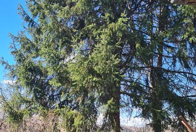 Casă individuală cu 5 camere cu Teren 1711 Mp în Central - 5